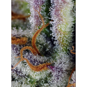 Mimosa Bruce Banner XL Auto. Photo 2